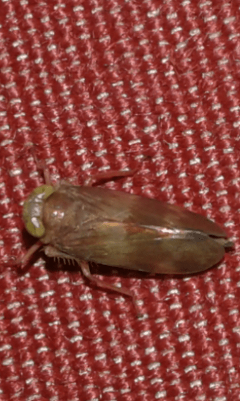 Cicadellidae : Jikradia olitoria? S